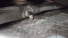 Камера 710/70 -38 (710/70 R38, 650/85 -38, 800/70 -38) (БЮЛЕР-435, БЮЛЕР-305) TR218A (Р)